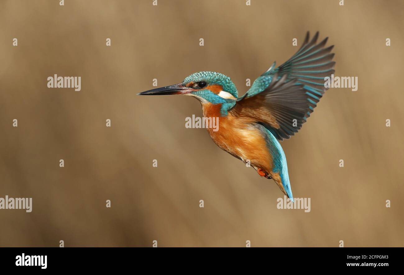 river kingfisher (Alcedo atthis), hovering, trying to catch a fish, Denmark Stock Photo
