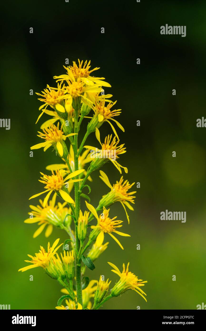 Goldenrods hi-res stock photography and images - Alamy