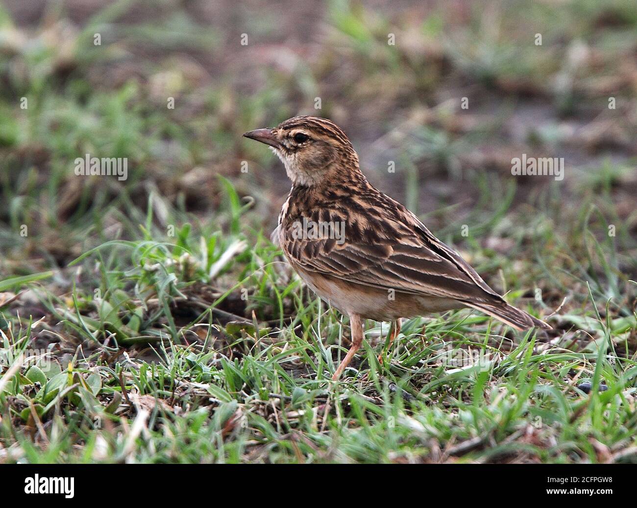 Rufous Short-toed Lark (Alaudala somalica megaensis, Alaudala megaensis ...