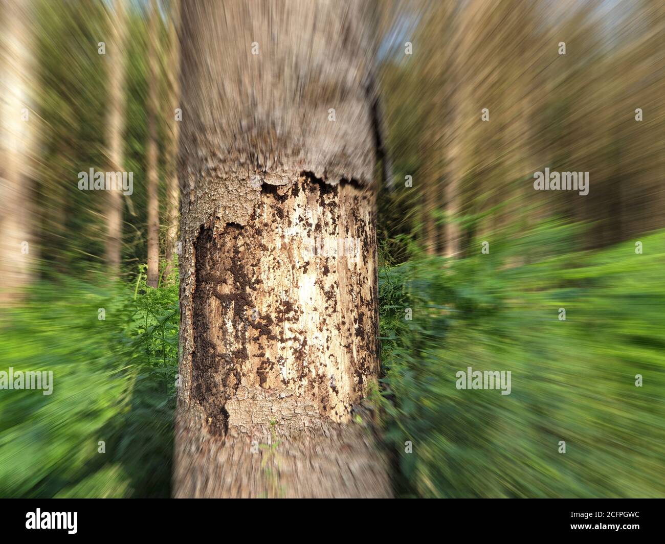 Norway spruce (Picea abies), dead spruce forest caused by dryness and bark beetle, Zoom, Germany, North Rhine-Westphalia Stock Photo