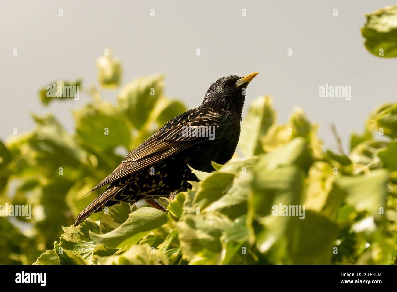 Starling, Sturnus vulgaris, perching on ivy leaves looking towards right Stock Photo