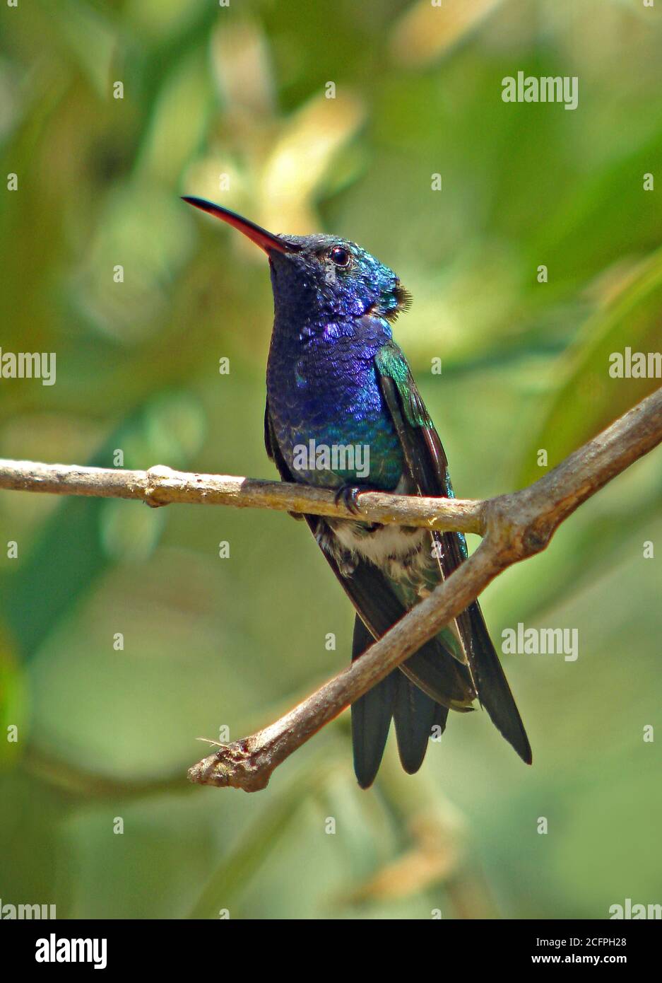 sapphire-bellied hummingbird (Lepidopyga lilliae), perched on a twig, endemic to the Atlantic coasts, Colombia Stock Photo