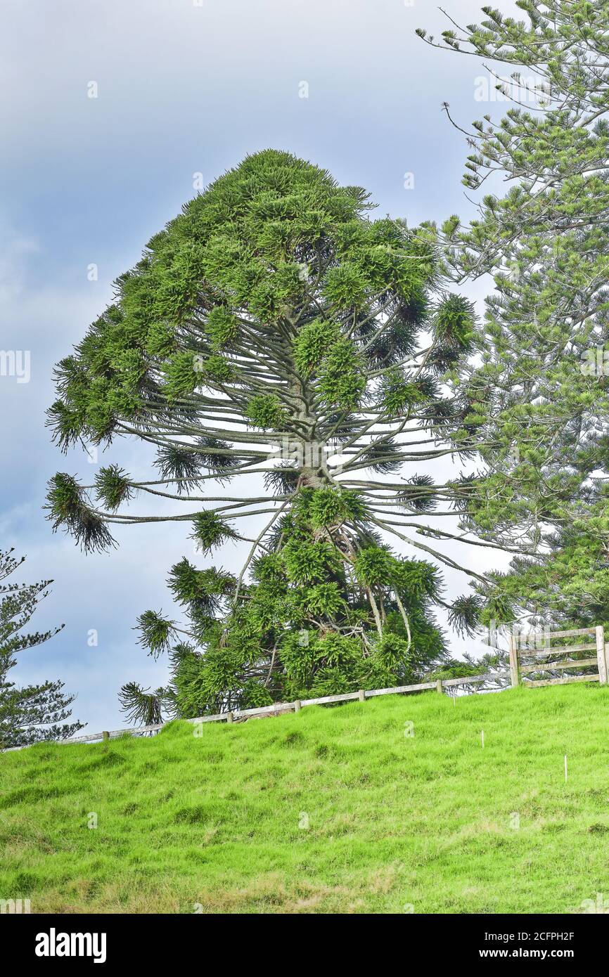 Vertical shot of a bunya pine tree during daylight Stock Photo