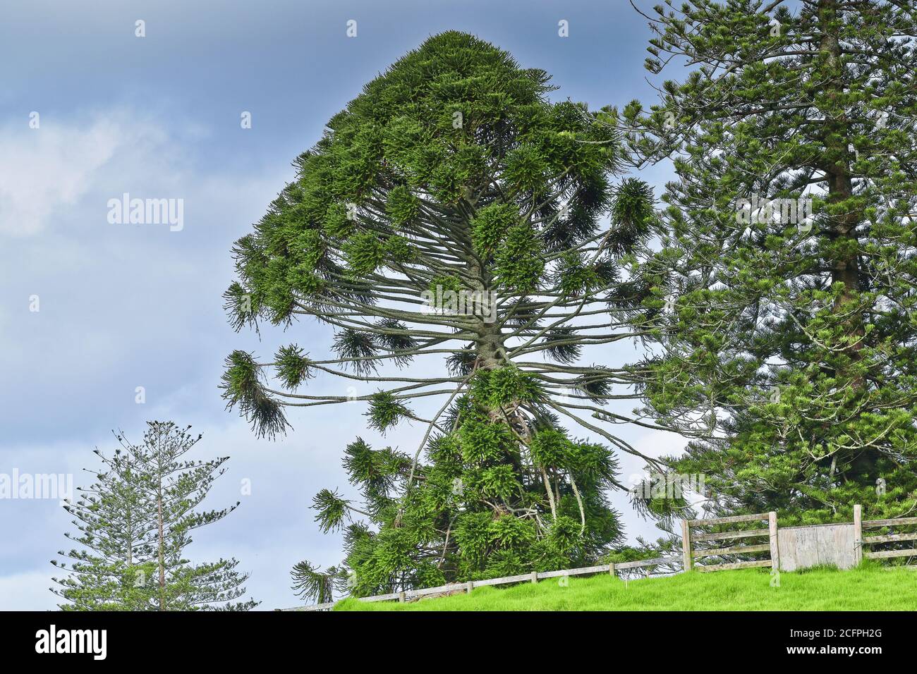 Beautiful shot of a bunya pine tree during daylight Stock Photo