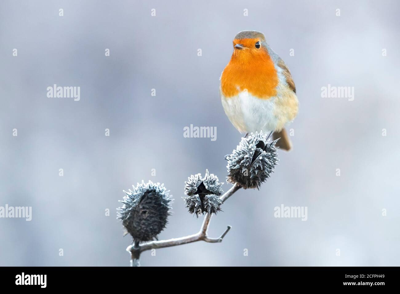 European robin (Erithacus rubecula), perched on a branch in winter, Italy, Stagno di Peretola Stock Photo