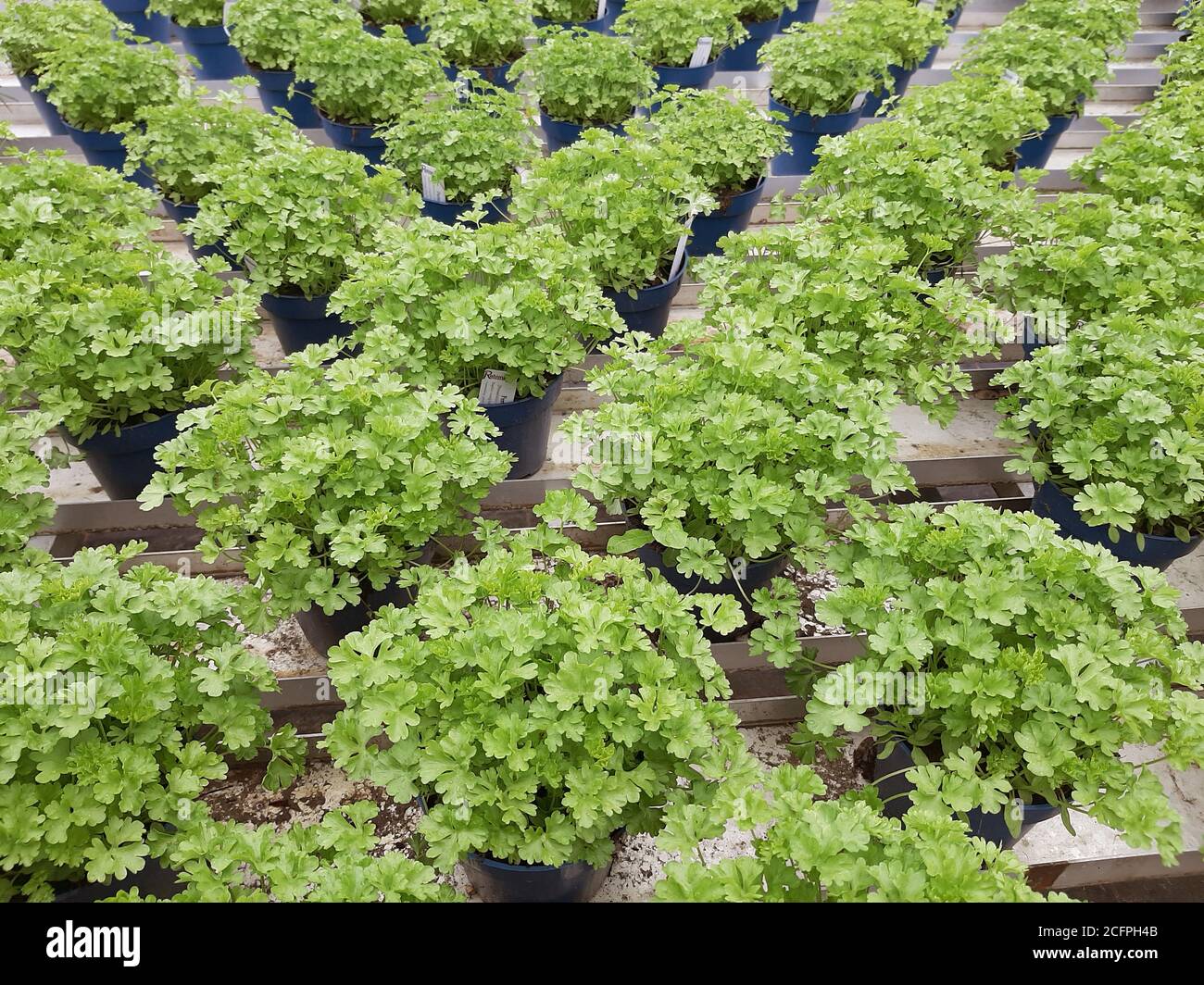 Curled parsley, Parsley (Petroselinum crispum), parsley in pots, kitchen herbs, Germany Stock Photo