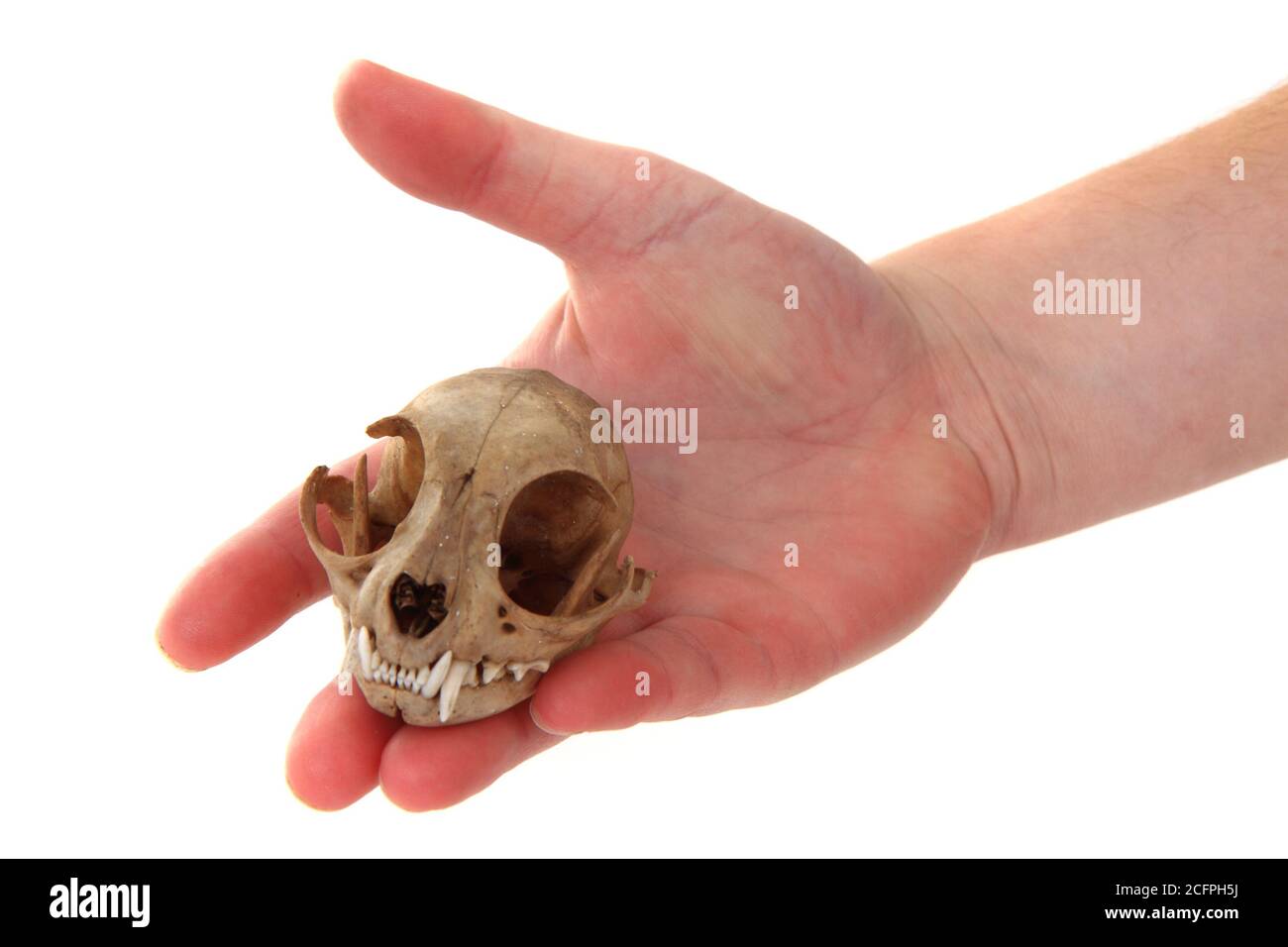 cat skul in human hand isolated on the white background Stock Photo