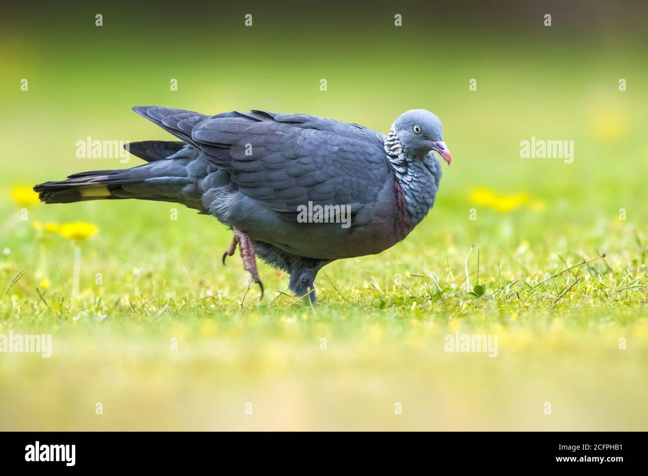 trocaz pigeon (Columba trocaz), walks in the grass, Madeira Stock Photo