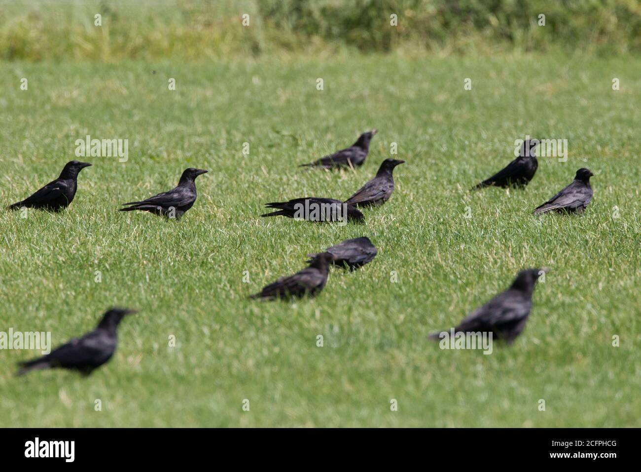 Carrion crow (Corvus corone, Corvus corone corone), group in a meadow, Netherlands Stock Photo