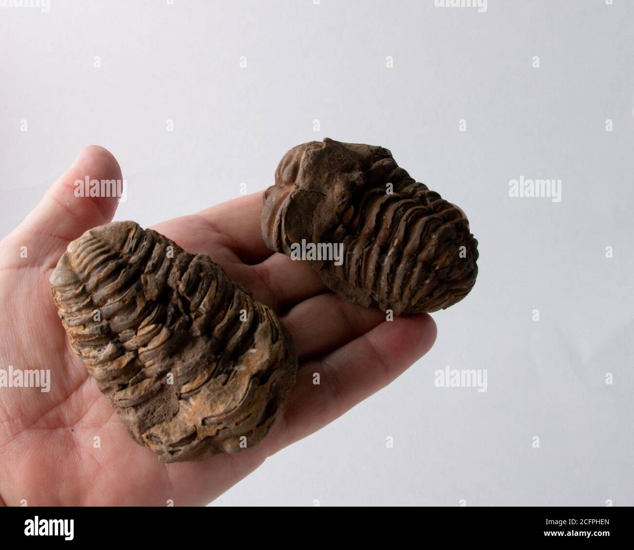 Open hand with 2 Trilobite Fossils discovered in Madgascar on white background Stock Photo