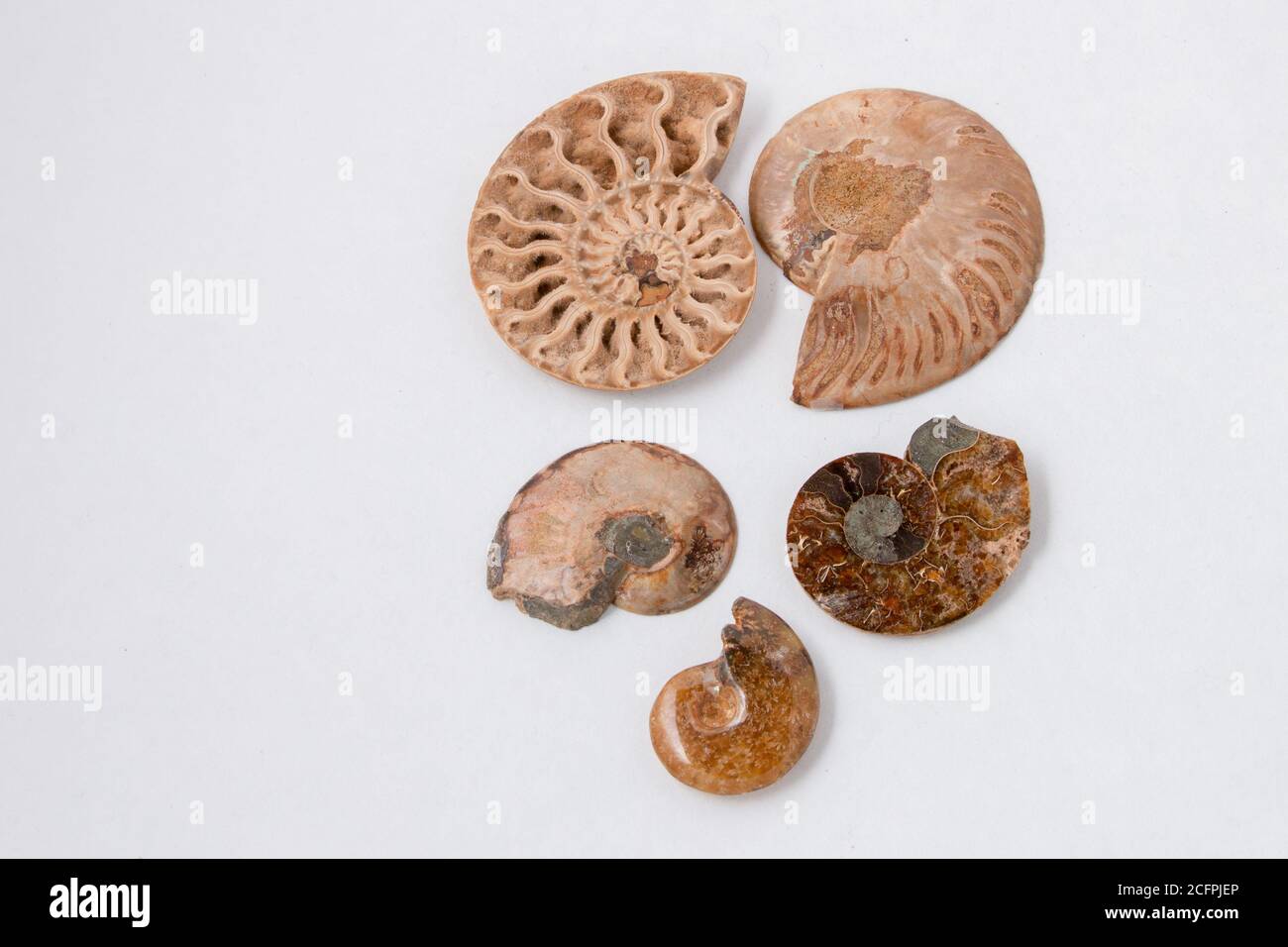 Ammonite fossil specimens of different sizes isolated on white Stock Photo