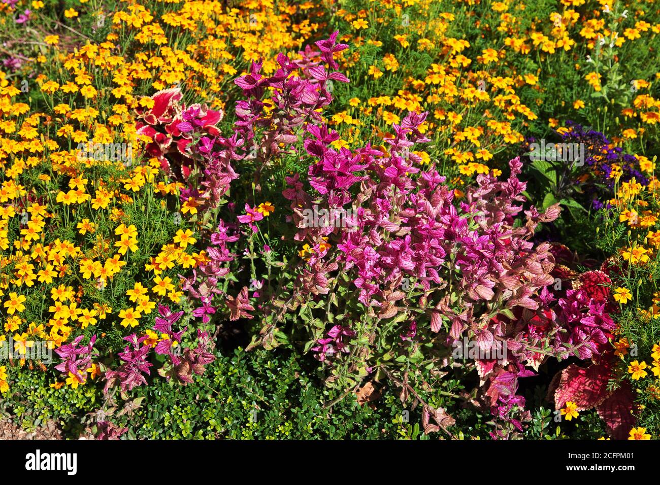 Flowers in Potsdam park, Germany Stock Photo Alamy