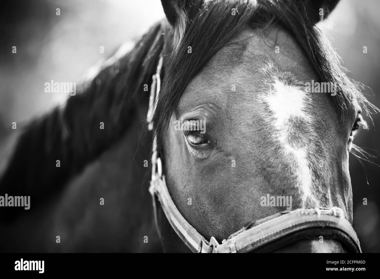 Black and white portrait of a horse with a white spot on the forehead and a beautiful oblique bangs. She has a halter on her muzzle, and her lashes ar Stock Photo