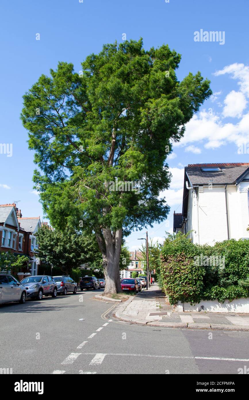 A huge veteran Swamp or Bald Cypress (Taxodium distichum) street tree, Julian Road, Acton, London Stock Photo