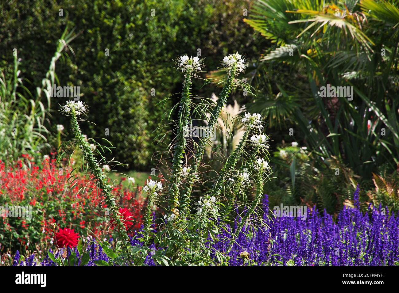Flowers in Potsdam park, Germany Stock Photo Alamy