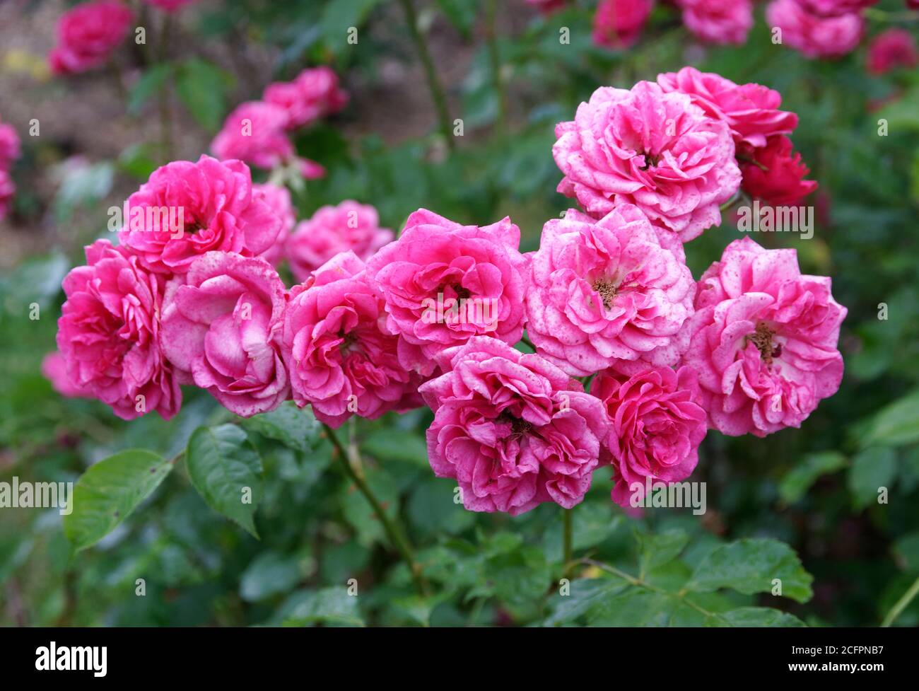 Rose rosa elmshorn hi-res stock photography and images - Alamy