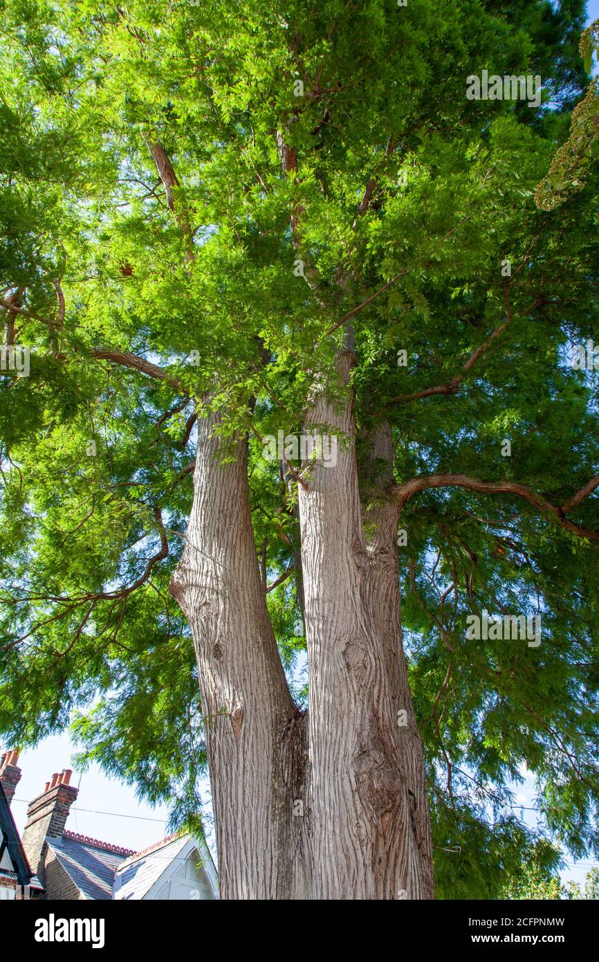 Canopy of a veteran Swamp or Bald Cypress (Taxodium distichum) street tree, Julian Road, Acton, London Stock Photo