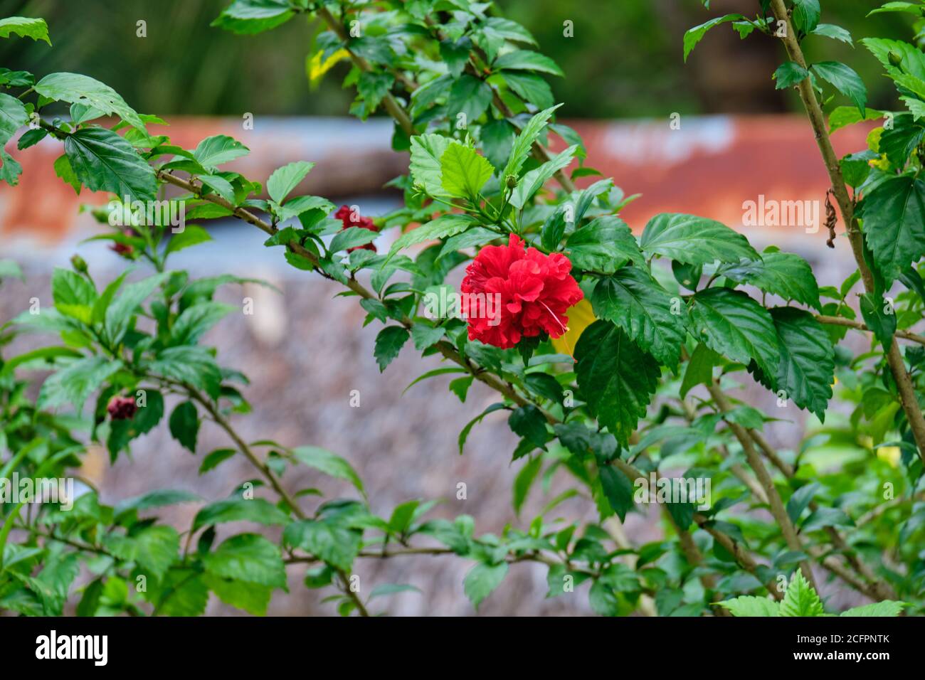 Wild flowers in a natural environment on the island of Panay Philippines. Stock Photo