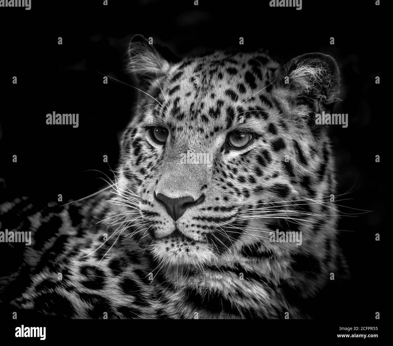Amur leopard, panthera pardus orientalis, black and white low key