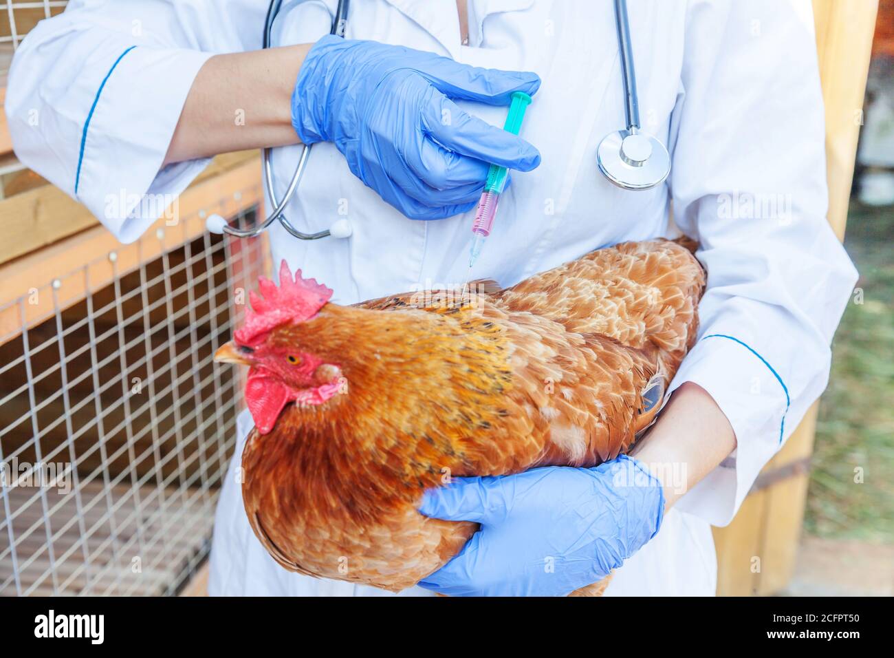 Veterinarian woman with syringe holding and injecting chicken on ranch