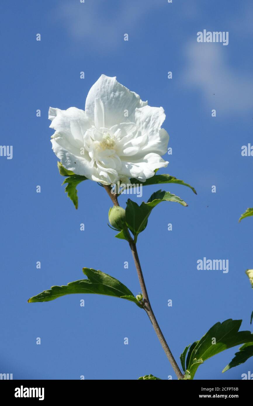White Hibiscus Totus Albus Stock Photo