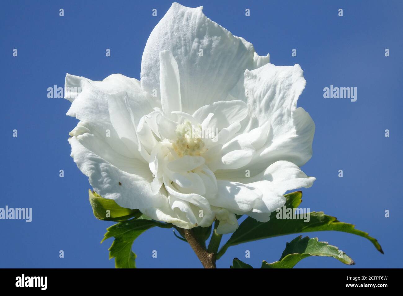 Hibiscus Totus Albus, white flower Stock Photo