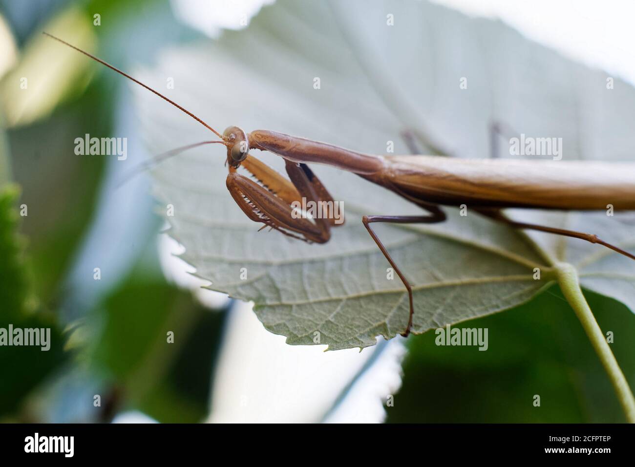 Praying mantis in nature on green background Stock Photo