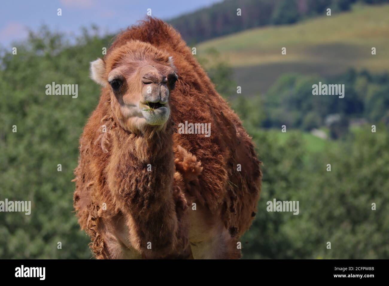 Closeup of Dromedary Camel also called Somali or Arabian Camel in Czech Farm Park. Camelus Dromedarius is a Large Even-Toed Ungulate with One Hump. Stock Photo