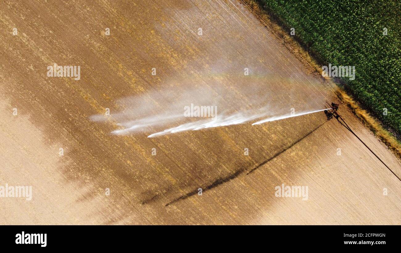 A sprinkler is irrigating maize on a hot dry day in the summer on the countryside in the Netherlands Stock Photo