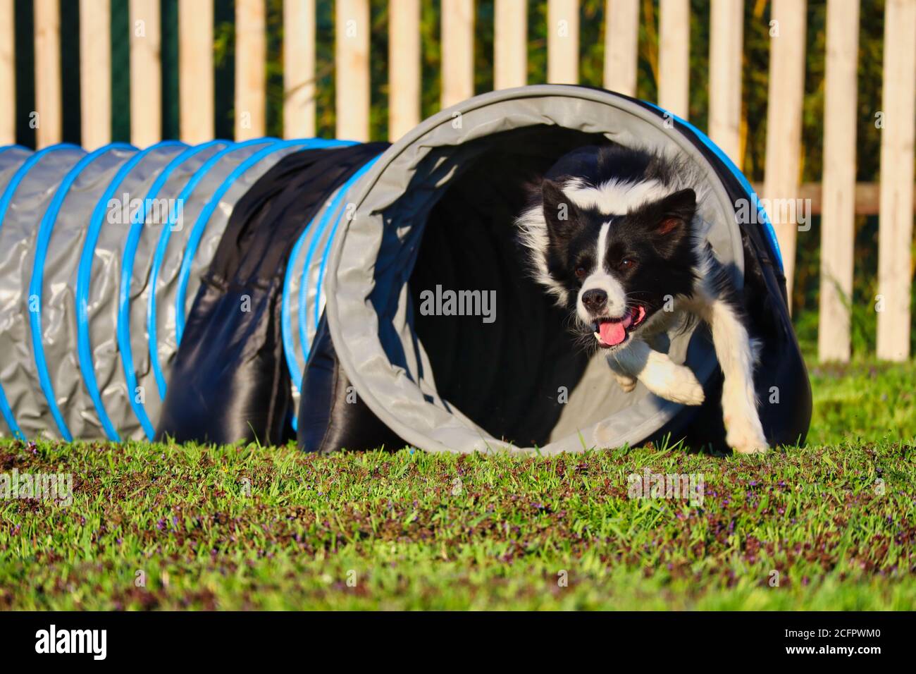 Border Collie Training Agility in Czech Republic During springtime