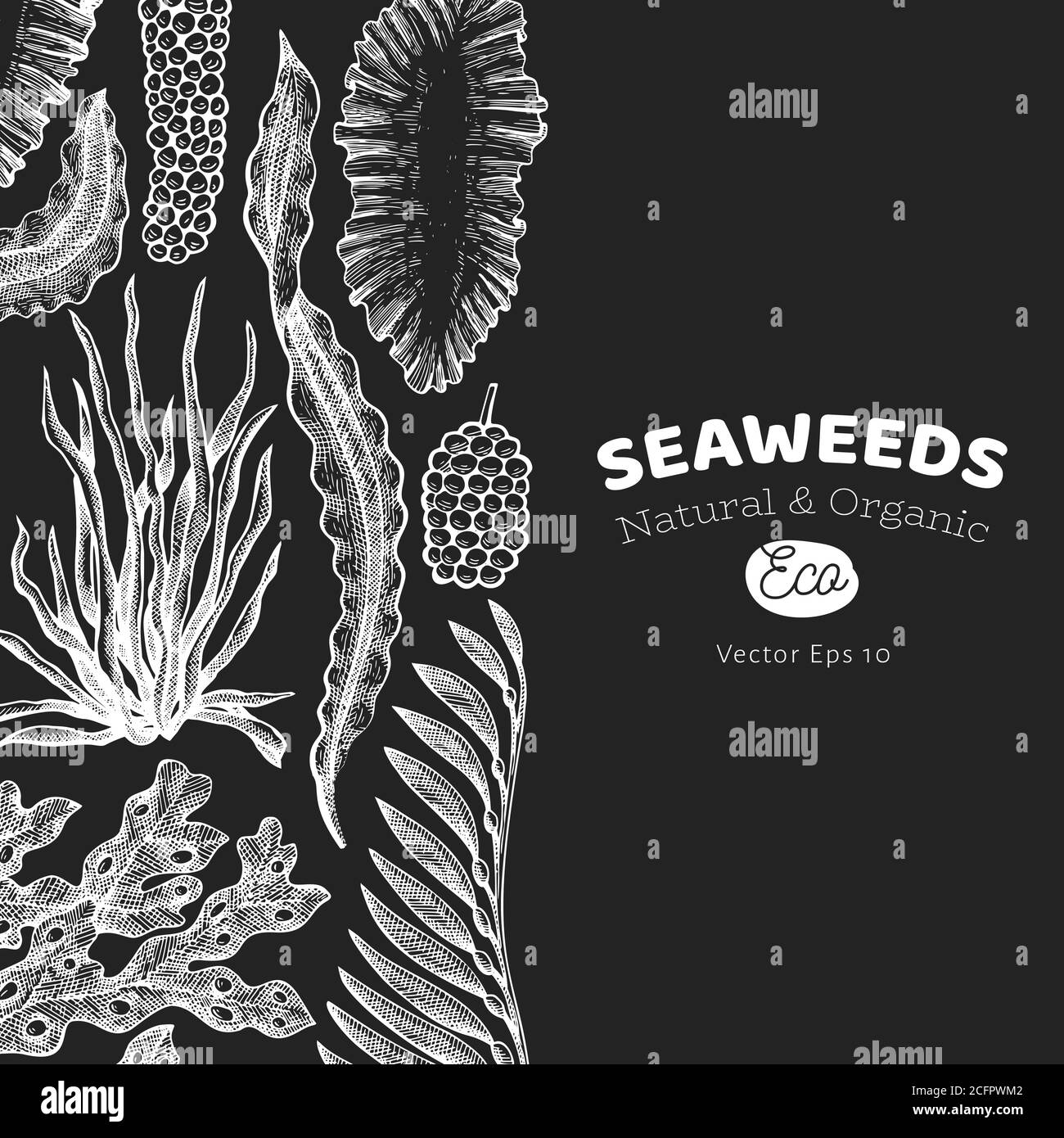 Seaweed design template. Hand drawn vector seaweeds illustration on chalk board. Engraved style sea food banner. Vintage sea plants background Stock Vector