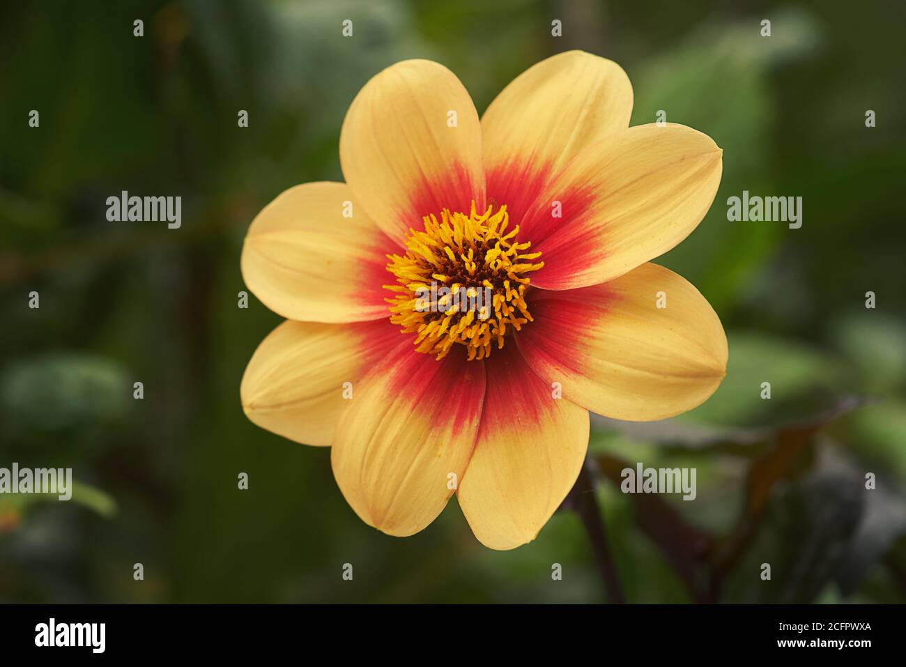 dahlia pinnata cav  flower Stock Photo
