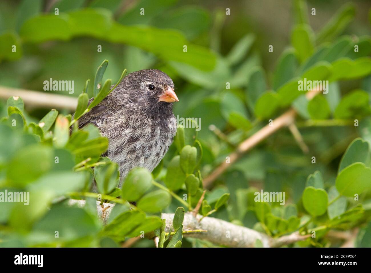 Female of Small Ground Finch, Geospiza fuliginosa, on Floreana Island, Galapagos. Stock Photo