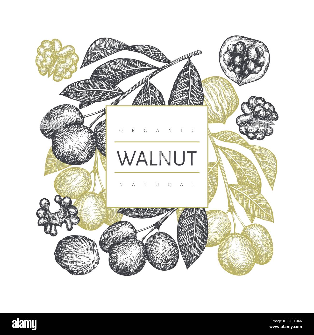 Hand drawn sketch walnut design template. Organic food vector ...