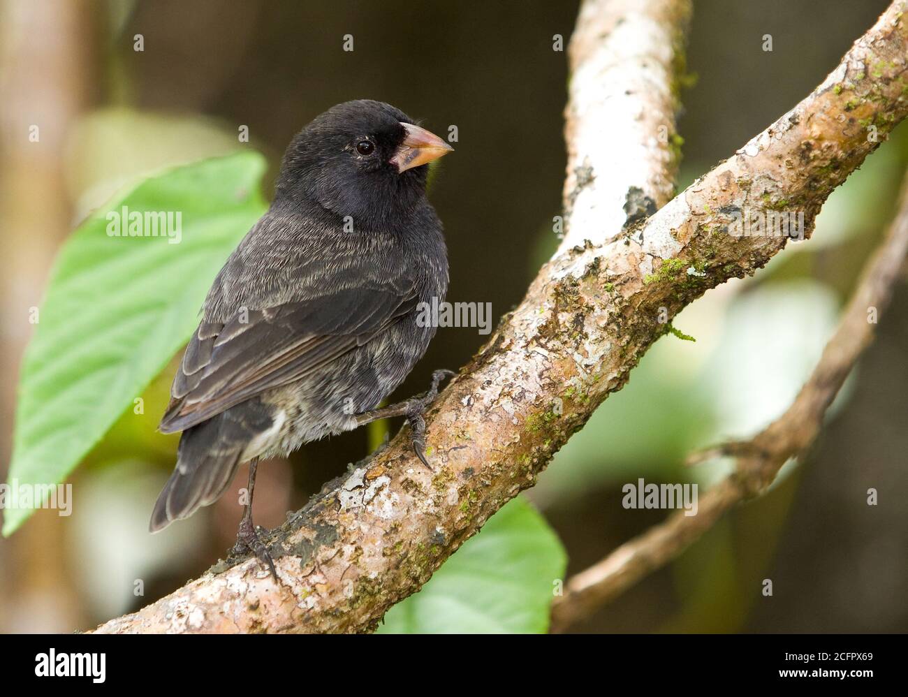 Male of Small Ground Finch, Geospiza fuliginosa, on Floreana Island, Galapagos. Stock Photo