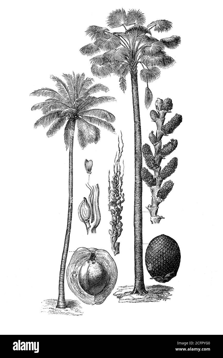 Palm, coconut palm, Cocos nucifera, and raffia, wine palm, Mauritia vinifera, woodcut from 1880  /   Palmen, Kokospalme, und Raphia, Weinpalme, Holzschnitt aus dem Jahre 1880, Historisch, historical, digital improved reproduction of an original from the 19th century / digitale Reproduktion einer Originalvorlage aus dem 19. Jahrhundert, Stock Photo