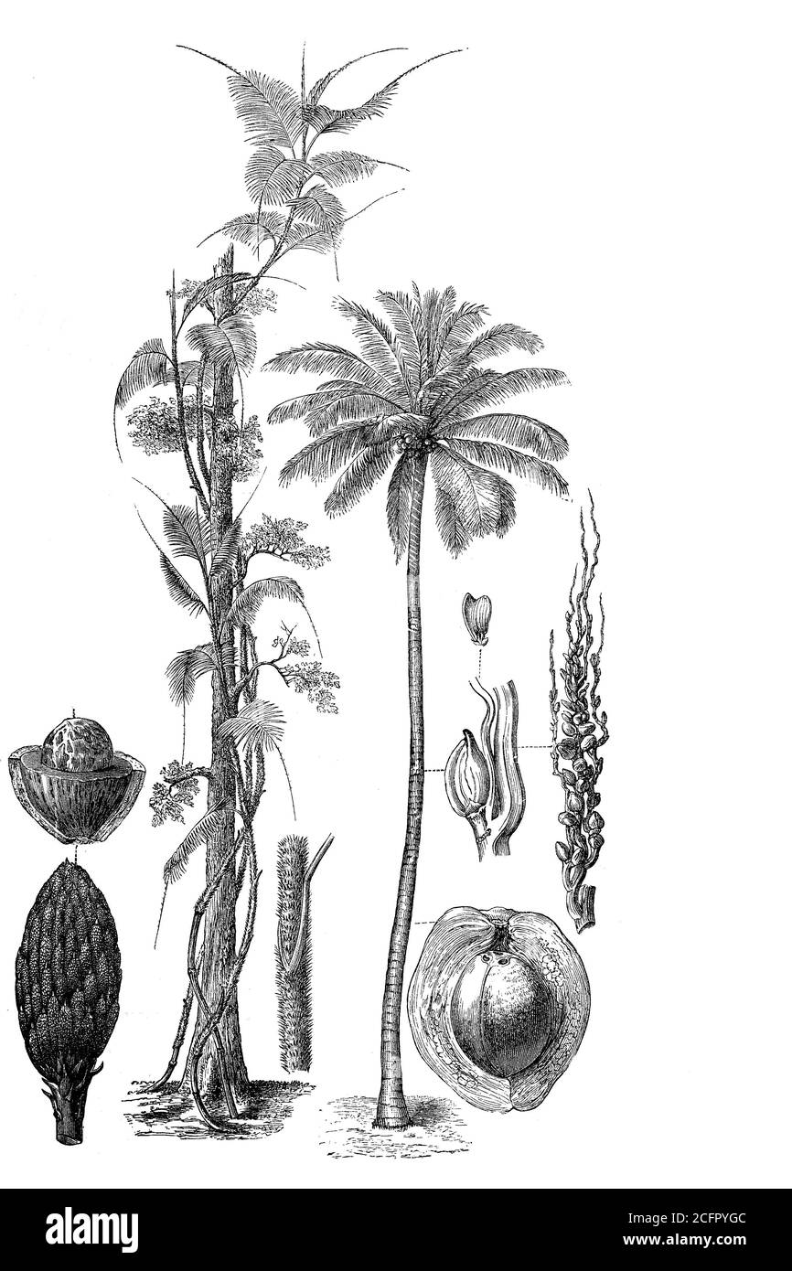 Palm, coconut palm, Cocos nucifera, and Calamus rotang, Spanish cane, giant reed, Arundo donax, woodcut from 1880  /   Palmen, Kokospalme, und Calamus rotang, spanisches Rohr, Pfahlrohr, Holzschnitt aus dem Jahre 1880, Historisch, historical, digital improved reproduction of an original from the 19th century / digitale Reproduktion einer Originalvorlage aus dem 19. Jahrhundert, Stock Photo
