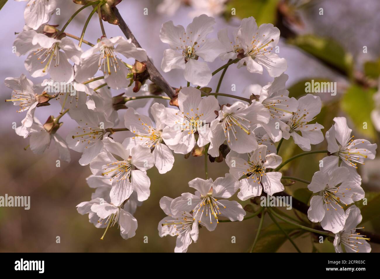 Early pollinators hires stock photography and images Alamy