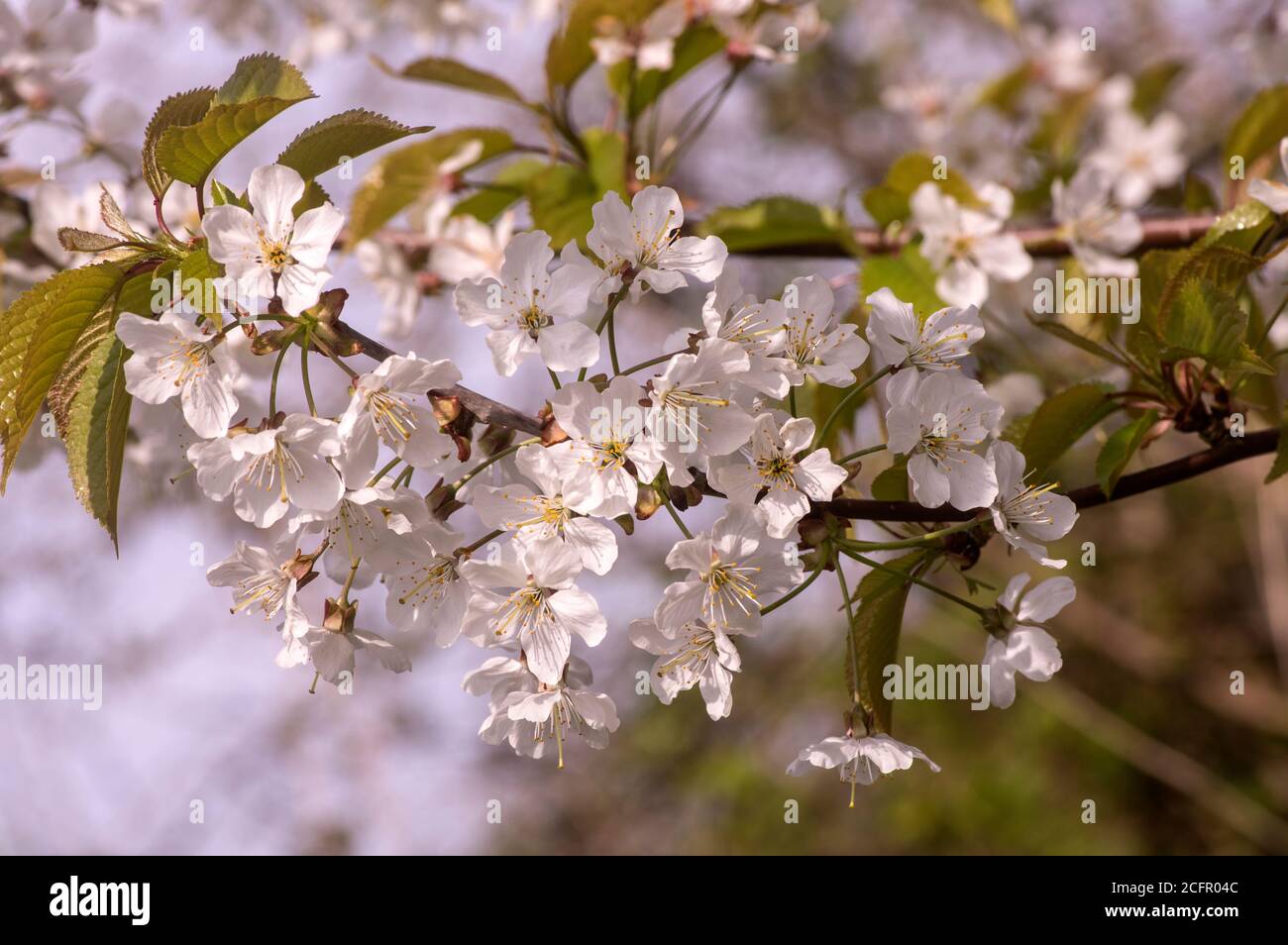 A large woodland tree with early blossom, a welcome flower for pollinators. Stock Photo