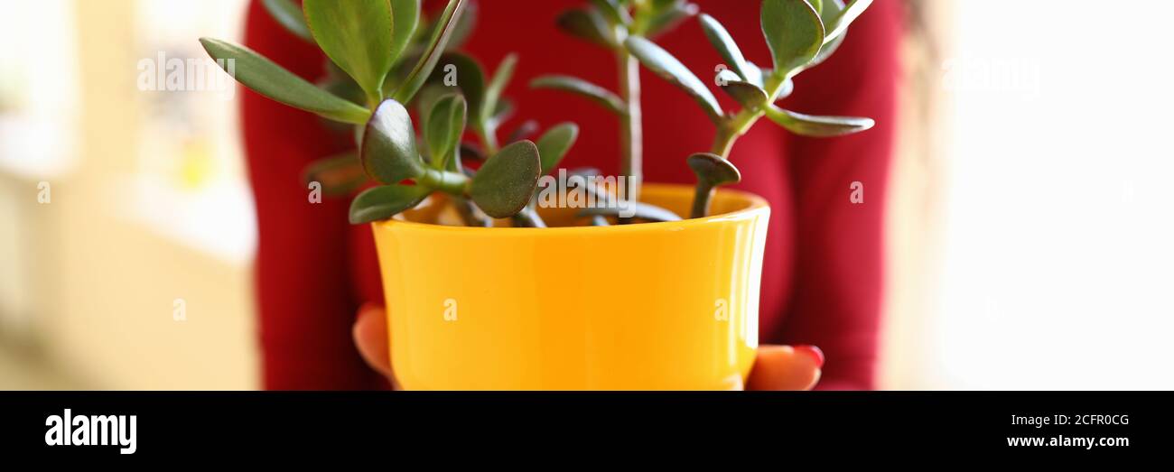 Woman holds flower in yellow pot in her hands Stock Photo