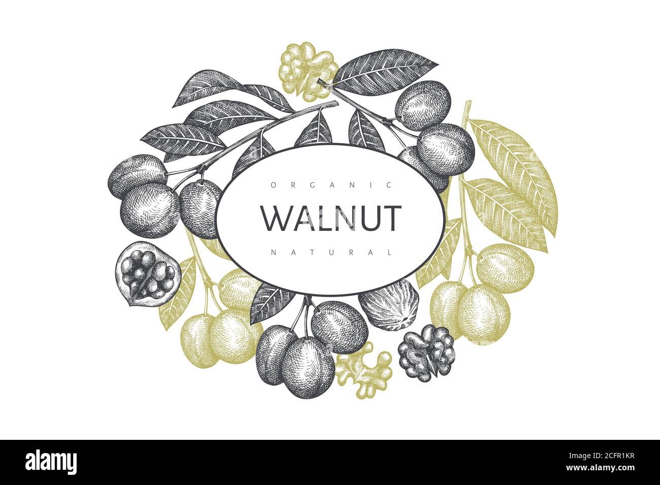 Hand drawn sketch walnut design template. Organic food vector ...