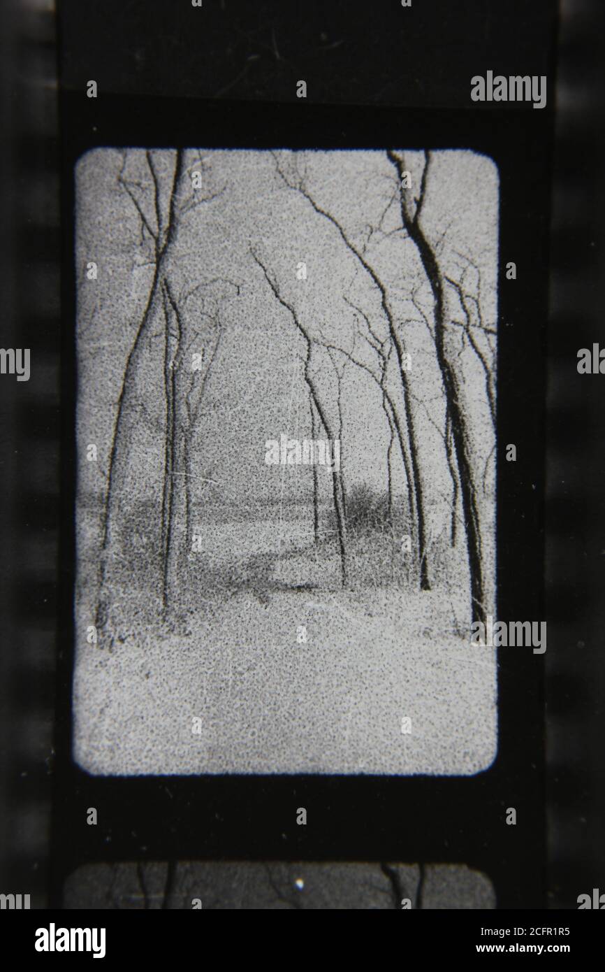Fine 1970s vintage black and white photography of tree growing in the ...