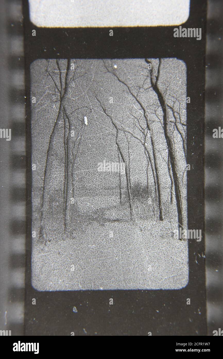 Fine 1970s vintage black and white photography of tree growing in the ...