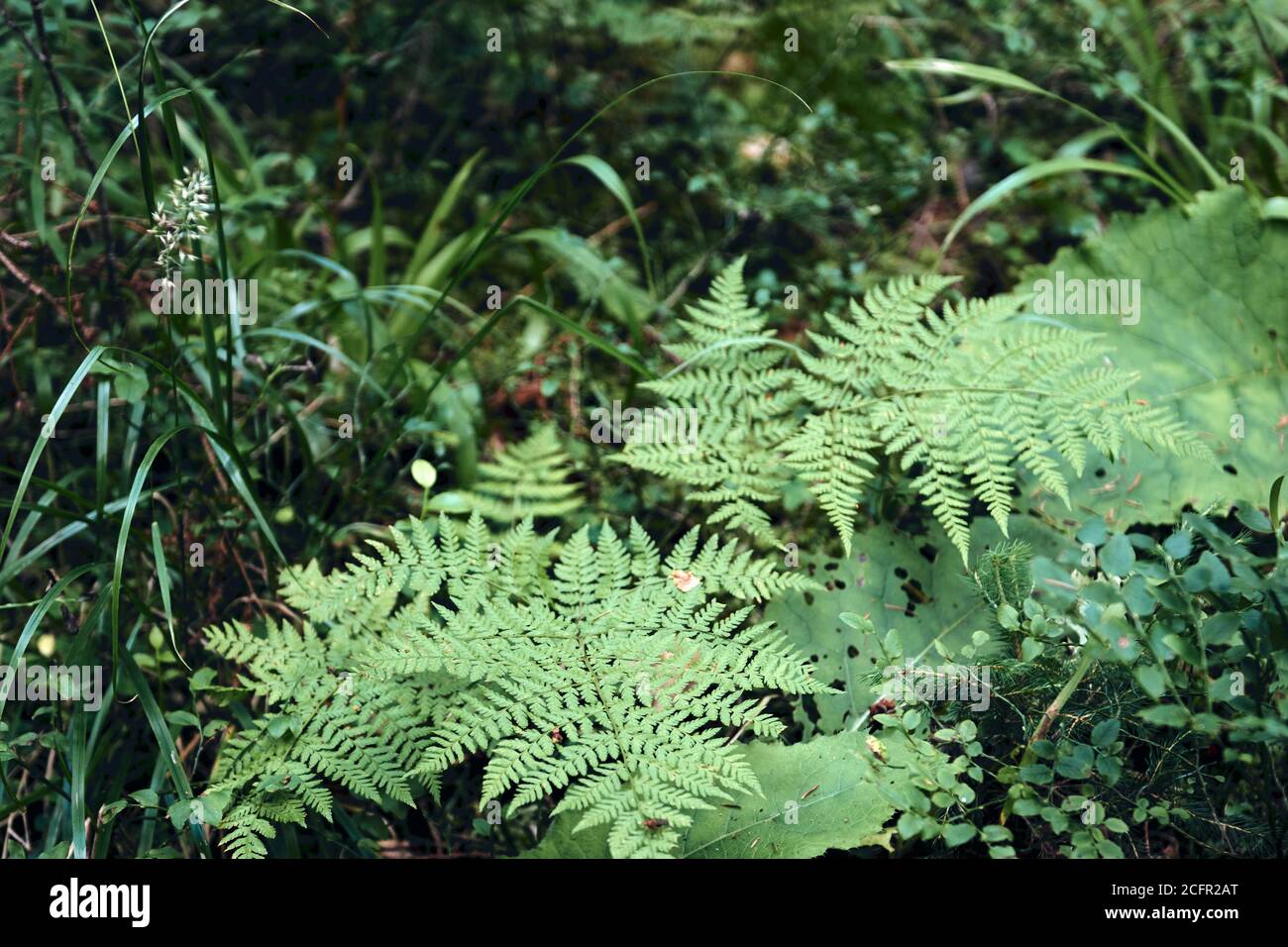 Background Young Ferns In Forest High Resolution Stock Photography and ...