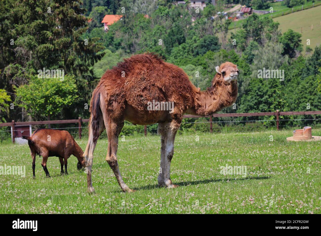 Dromedary Camel also called Somali or Arabian Camel with Anglo-Nubian Goat in Czech Farm Park. Camelus Dromedarius with One Hump and Brown Goat. Stock Photo