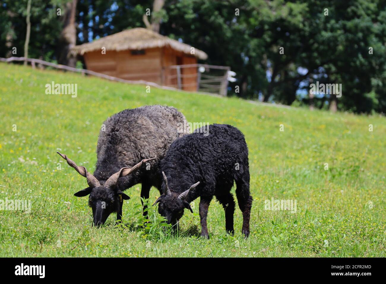 Two Screw-Horned Sheep on Hilly Meadow in Czech Farm Park. Cute Black Mammals Grazing on Green Grass. Stock Photo