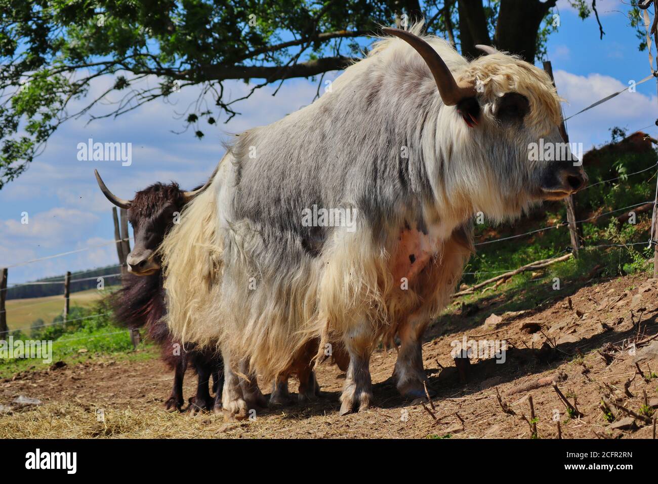 White Domestic Yak with Black Yak behind it. Two Bos Grunniens in Czech Farm Park during Sunny Day. Domestic Yak is Long-Haired Domesticated Bovid. Stock Photo