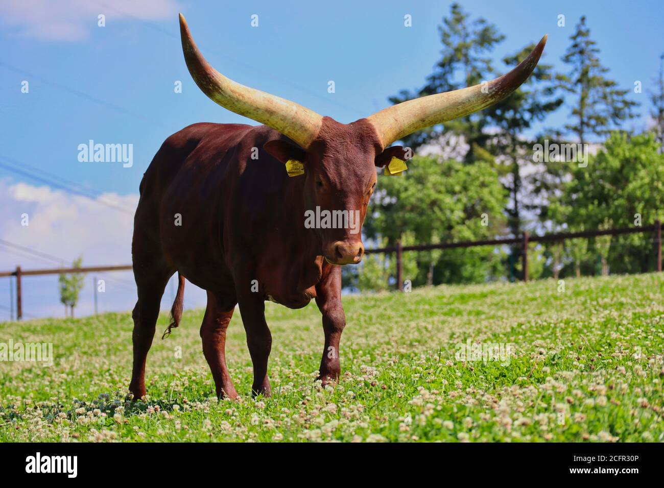 Big Ankole-Watusi Standing on Meadow full of White Clover in Czech Farm Park. Modern American Breed of Domestic Cattle on a Sunny Day. Stock Photo