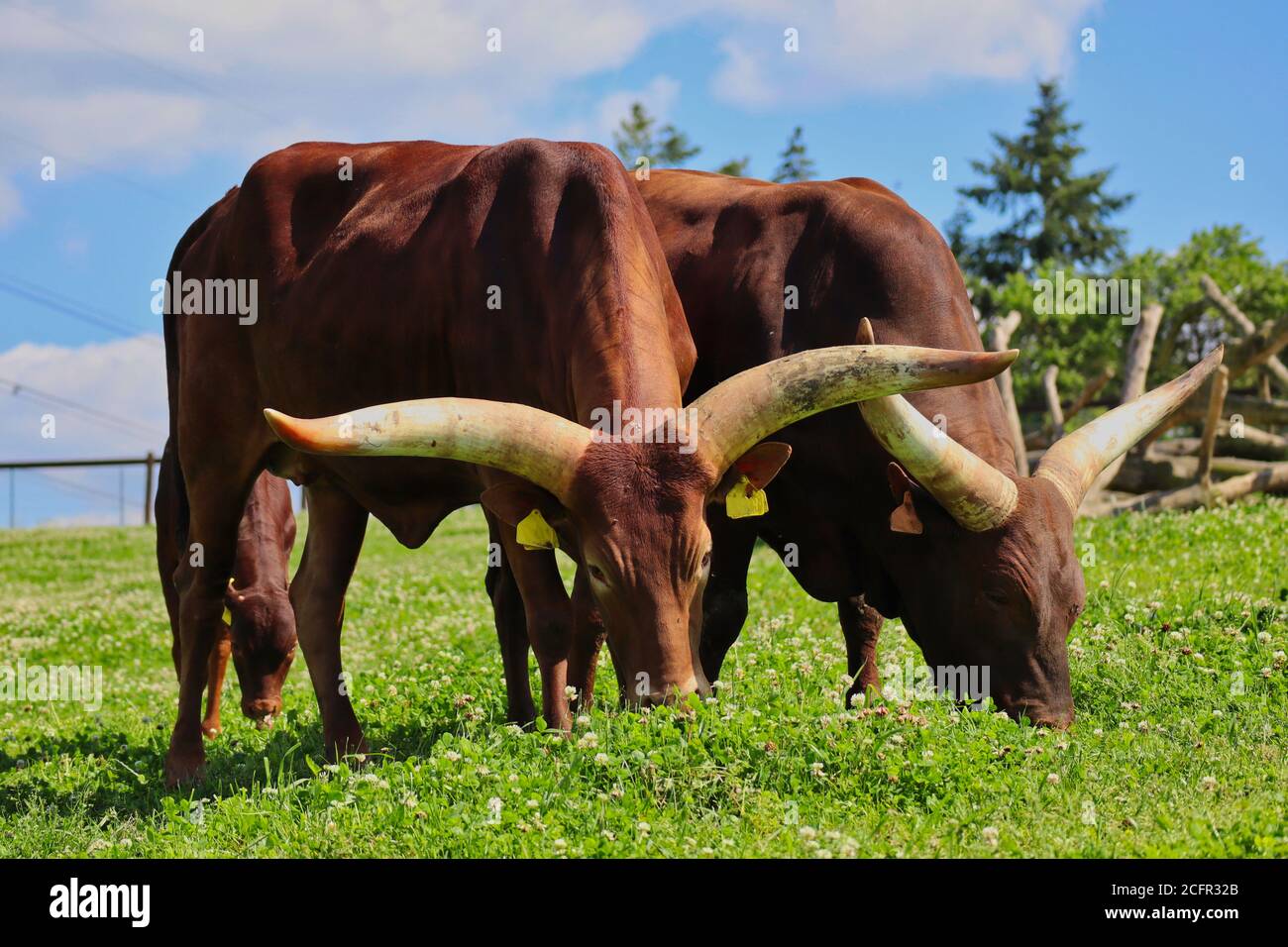 Ankole-Watusi Grazing on a Meadow full of White Clover in Czech Farm Park. Modern American Breed of Domestic Cattle on a Sunny Day. Stock Photo