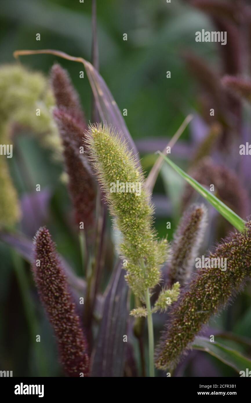 green Millet in different Growth stages Stock Photo Alamy